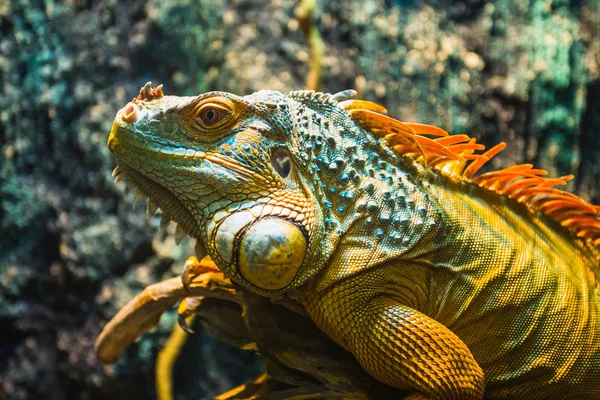 Multi-colorido Iguana masculino — Fotografia de Stock