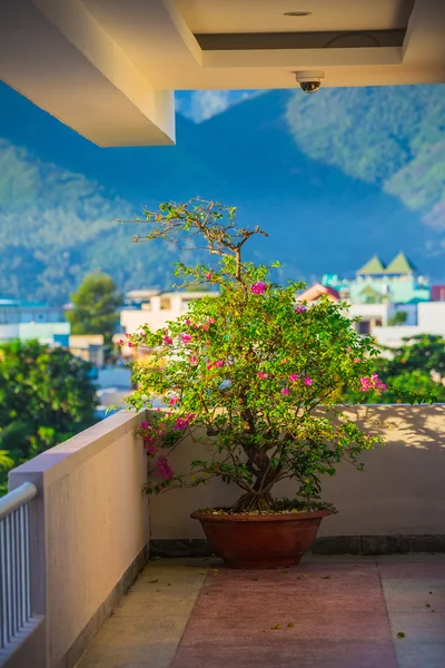 A teraszon a pot Bonsai — Stock Fotó