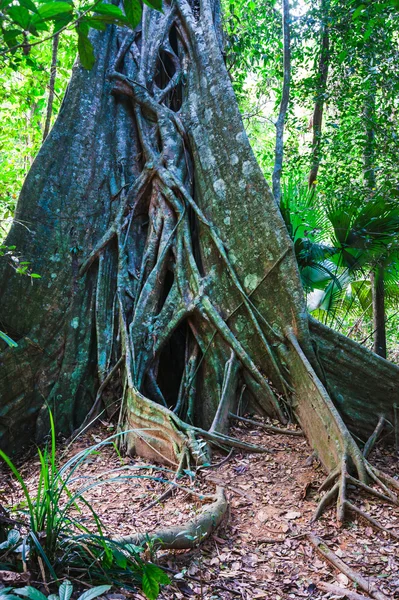 Tropických džunglích Thajska — Stock fotografie