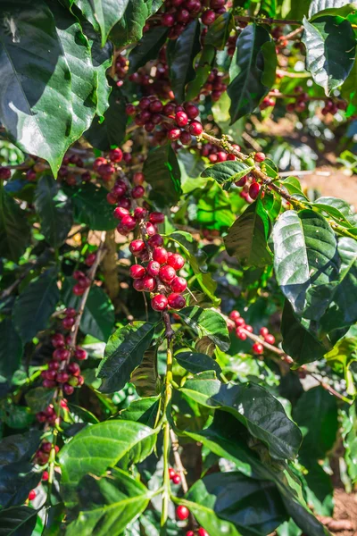 Grãos de café amadurecendo na árvore — Fotografia de Stock