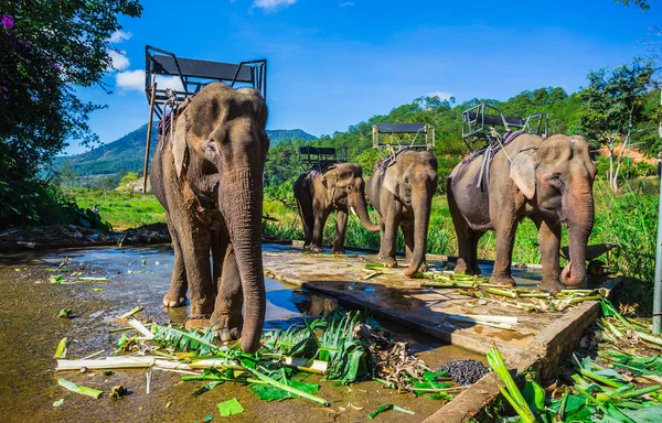 Farm of elephants near Dalat — Stock Photo, Image