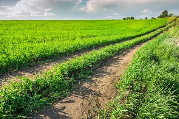 Camino del campo en el campo —  Fotos de Stock