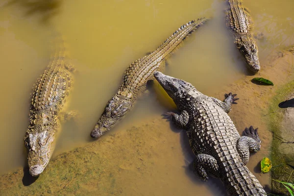 Crocodile Farm in Dalat. — Stock Photo, Image