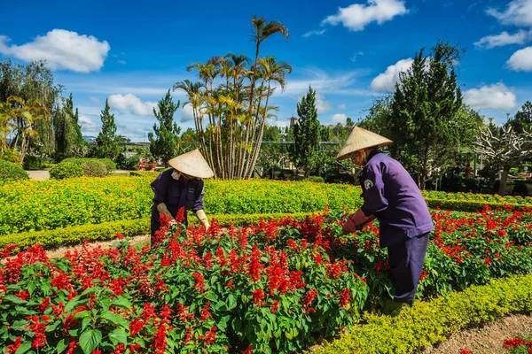 Da Lat kwiat ogród — Zdjęcie stockowe