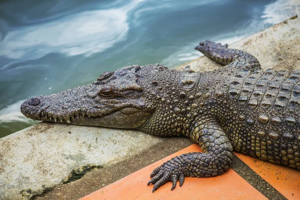 Krokodille på Dalat – stockfoto