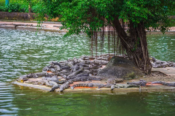 Granja de cocodrilos en Dalat —  Fotos de Stock