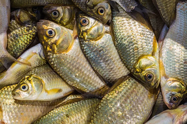 Petits poissons capturés dans la rivière — Photo