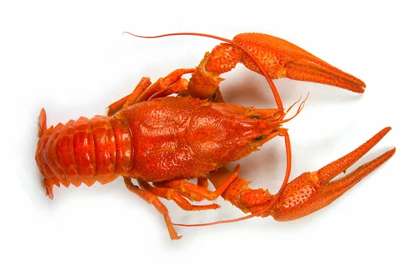 Boiled crawfish — Stock Photo, Image