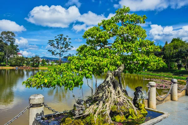 Bonsái en el parque de flores — Foto de Stock