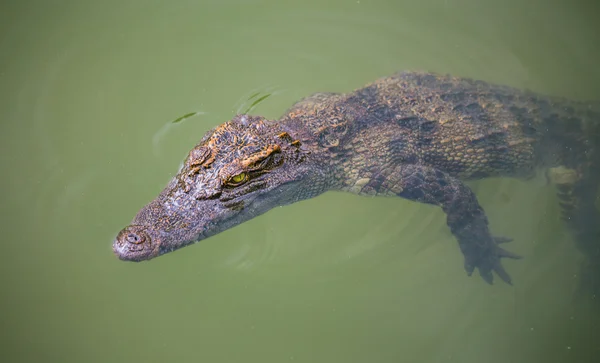 Ferma de crocodil din Dalat — Fotografie, imagine de stoc