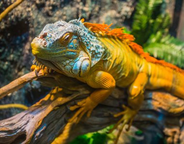 Çok renkli erkek Iguana