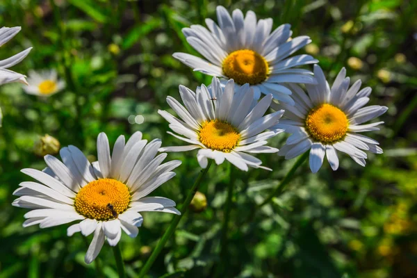 Beautiful sunny chamomile flowers — Stock Photo, Image