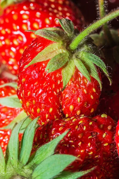 Summer juicy strawberries — Stock Photo, Image