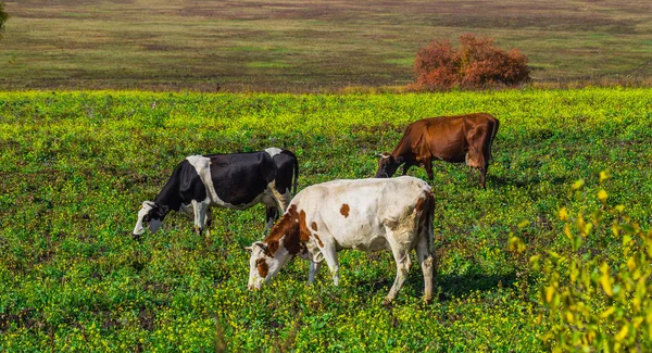 Besättning med kor som betar — Stockfoto