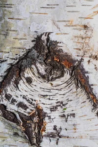 Texture of birch bark — Stock Photo, Image