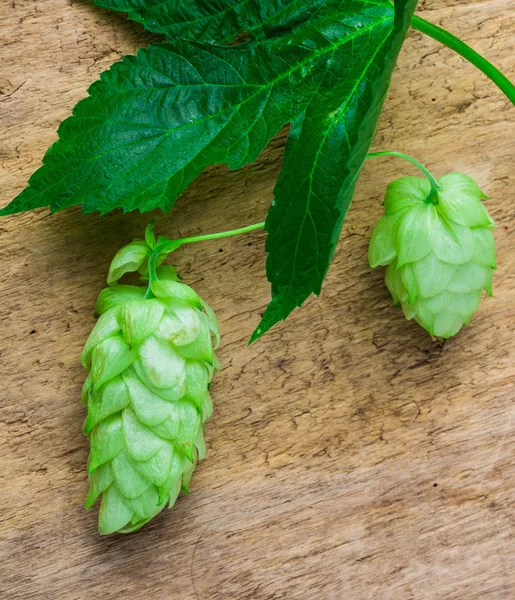 Hops on old board — Stock Photo, Image