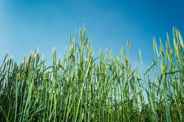 Green field with ears of wheat — Stock Photo, Image