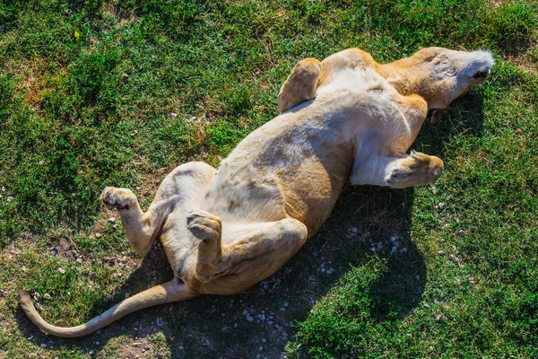 Lejon stolthet i naturen — Stockfoto