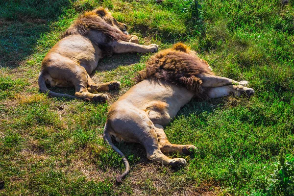 自然の中でライオンのプライド — ストック写真