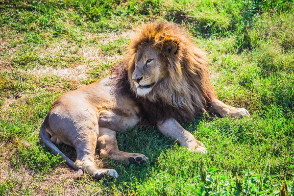 Orgullo León en la naturaleza — Foto de Stock