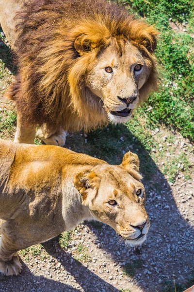 自然の中でライオンのプライド — ストック写真