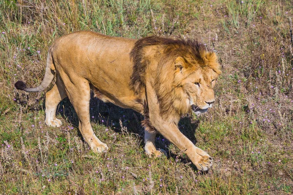 Løvestolthet i naturen – stockfoto