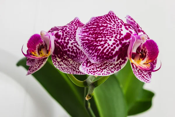 De belles fleurs orchidées — Photo