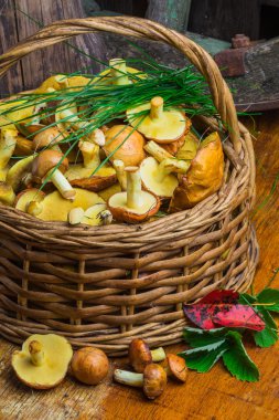 Sarı çörek mantar