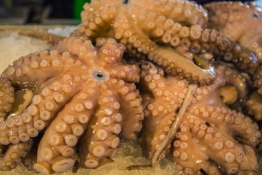 Balık pazarı üzerinde taze ahtapot