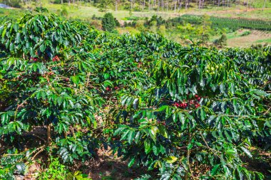 Kahve çekirdekleri ağaçlar bir çiftlikte