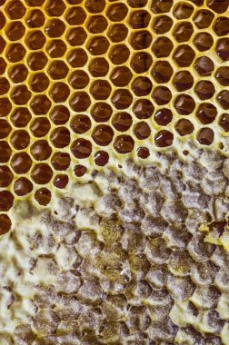 Peteğin tatlım doku ile