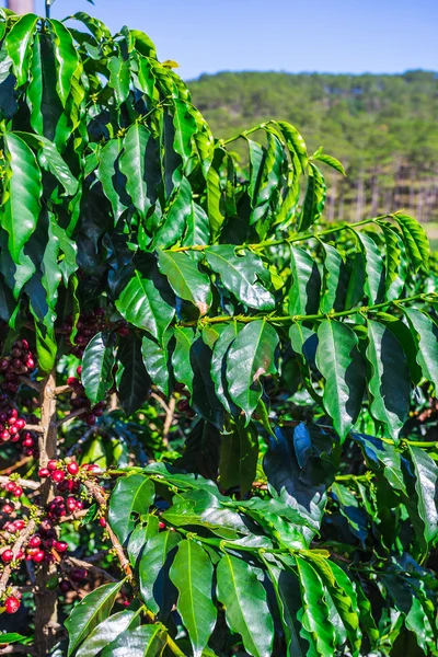 Kávová zrna strom na plantáži — Stock fotografie
