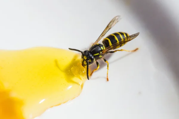 WASP stjäl honung — Stockfoto