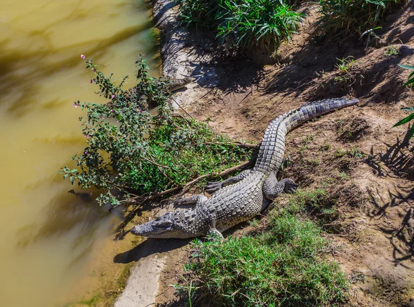 Corpuri de apă la ferma de crocodil — Fotografie, imagine de stoc