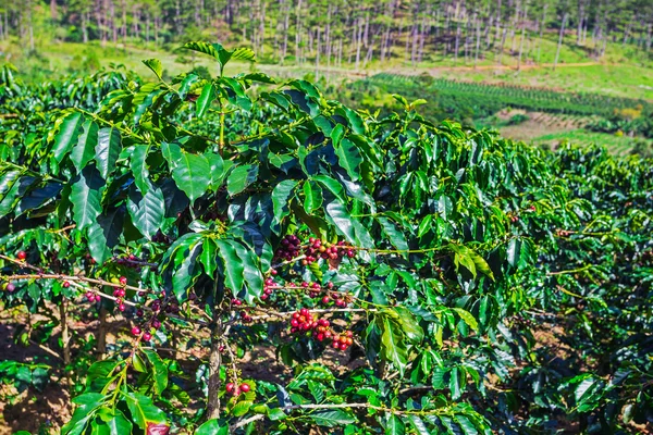 Kávová zrna stromy na plantáži — Stock fotografie