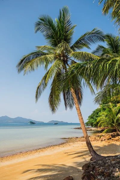 Güzel tropikal plaj