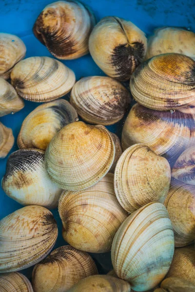 Zeevruchten schelpen op de vismarkt — Stockfoto