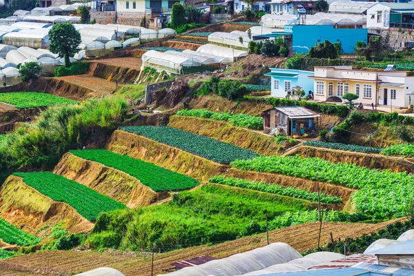 野菜畑とマイホーム ハイランド — ストック写真