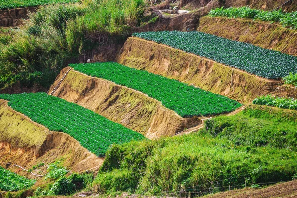 Gemüsefelder Hochland in dalat — Stockfoto