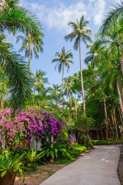 tropikal kumsalda adası Koh Chang