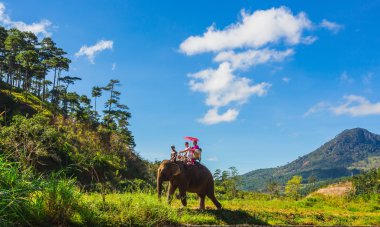 farm of elephants in Dalat. Vietnam