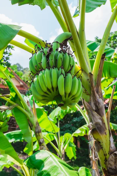 Banán strom s bandou — Stock fotografie