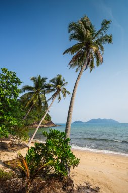 Güzel tropikal plaj