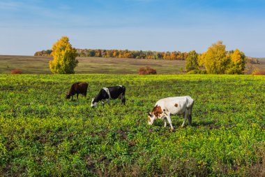 Çayırda otlayan inek sürüsü