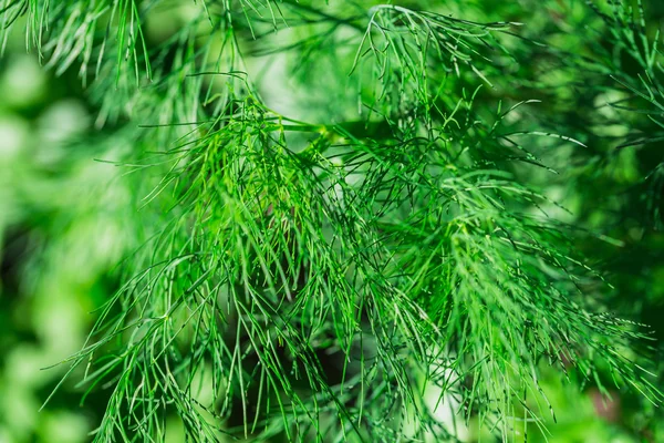 緑の dilll 植物のクローズ アップ — ストック写真