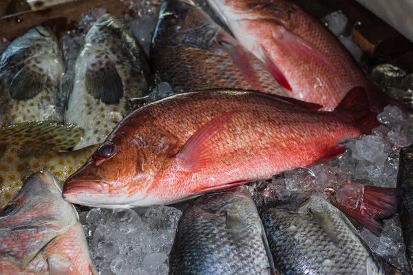 Peces frescos en el mercado de mariscos —  Fotos de Stock