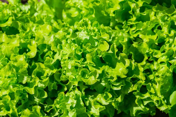 Green lettuce salad — Stock Photo, Image