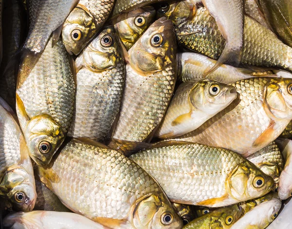 Antecedentes de peixes pequenos — Fotografia de Stock