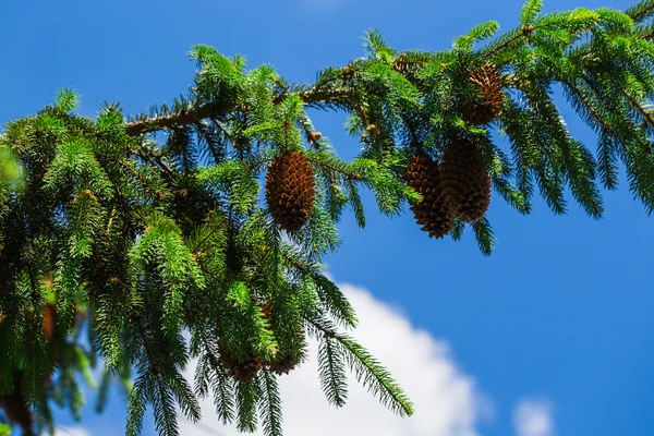 Branch with pine cones — Stock Photo, Image
