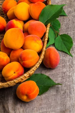 Masada yaprakları ile kayısı